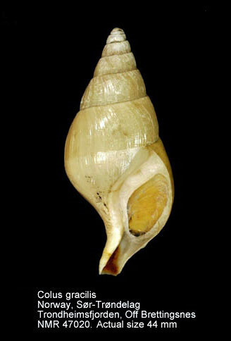 Colus gracilis (8).jpg - Colus gracilis (da Costa,1778)